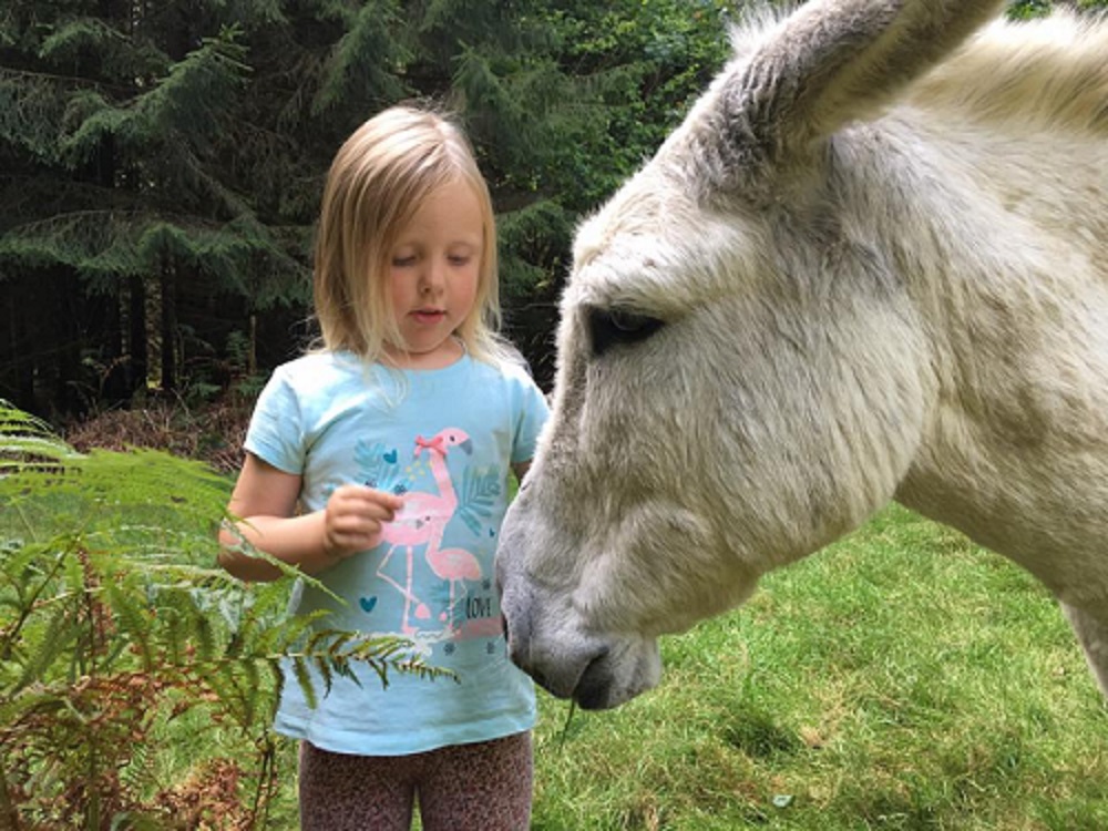 EAQ Dyfi Donkeys